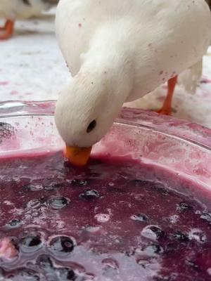 Blueberry soup🫐🍜 #ducks #ducksoftiktok #ducktok🦆 #petduck #callduck #duck #ducksoftiktok🦆 