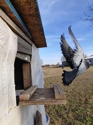 The pigeons haven't gotten out in a while because of the weather and hawks in the area. Tuesday January 28 2025.  #dailyjournal #arkansas #DailyRoutine #pigeon #pigeonlady #pigeonlover #pigeonlovers #pigeontok #pigeontiktok #pigeons #pigeons4u #pigeonsoftiktok #pigeonslover #pigeonslovers #pigeonsloversofallkinds #pigeons🐣🕊️😍🤩🤗 #pigeonsflying 