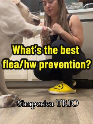 As a dog owner and animal rescuer, I always recommend Simparica Trio to all my patients. #dogsoftiktok #fypage #labs #animalrescuer #doglover #nonprofit #viralvideo #share #tipsandtricks #dogmom 