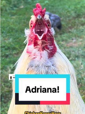 Replying to @Cătuț Frankie calling for #adriana #adrian #ana #rooster #chickens #memesdaily #chickenhappyhour 