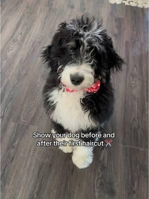 The groomer KILLED IT! She’s still soooo fluffy and so so pretty 🥹🥰 #bernedoodle #puppy #puppyhaircut #puppycut #minnyhustlers 