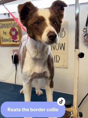 Reata the working girl 🐄 #bordercollie #workingdog #groomer #doggroomer #doggrooming #haircut #doghaircut #dogbathing 