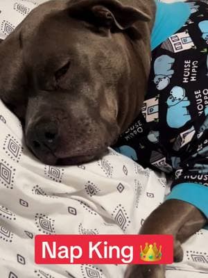 Always Resting 😴  #pitbull #pitbullsoftiktok #pitbulls_official #dog #doggo #fyp #rescue #dogsoftiktok #adoptdontshop #adoption 