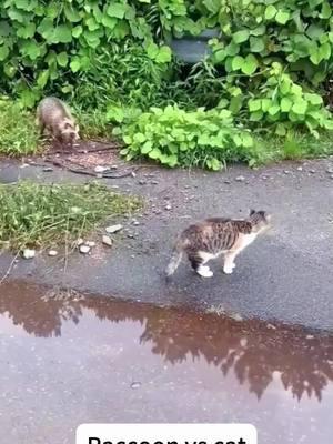 Cat and raccoon！#cat #raccoon #cute #viral #animales #graciosos #masaj