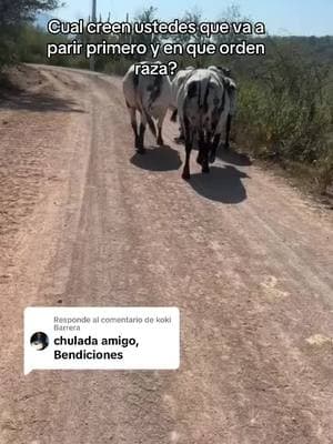 Respuesta a @koki Barrera #guillermodonjuangarcia #potocinodg #purocapulinderioverdeslp🤠💯 #purorioverdeslp🇲🇽🌵🐂🤠🍺🍻 #ranchoelfindelmundo #ganaderos #cattle #cattleranch #sardo #sardonegroslp 