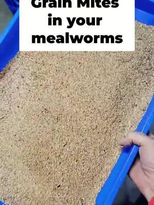 Quarantine Tips for Managing Green Mites in Mealworm Farms Learn how to effectively deal with green mites in your mealworm farming setup. We share practical tips on quarantine measures and creating protective barriers to safeguard your crops while ensuring a healthy environment for your mealworms. #MealwormFarming #GreenMites #FarmingTips #QuarantineMeasures #PestManagement #SustainableFarming #InsectFarming #OrganicGardening #AgricultureHacks #HealthyFarming