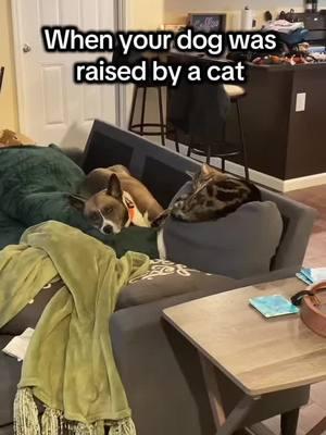 She’s a little bit to heavy for the back couch cushions #catdog #cats #dog #cats #puppy #everybodywantstobeacat #arisrocats #disney #dogmom #dogdad #catdad #catmom #dogtok #catdad