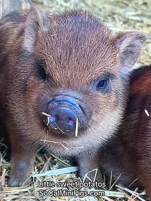 These two 😍🐷 SoCalMiniPigs.com #pig  #piggy  #piglet  #minipigsoftiktok  #pigsoftiktok  #pigs  #minipig 