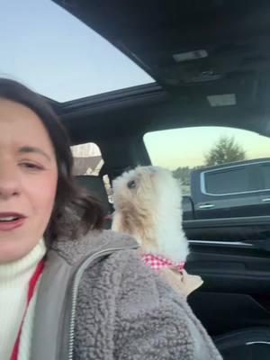 Stella’s first official day on the job was a success. #therapydog #therapy #dogs #dogsoftiktok #shihtzu 