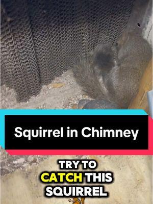 Squirrel fell inside a chimney and couldn’t get himself/herself out. #squirrels #squirrelsoftiktok #foryourpage #chimney #homeowners 