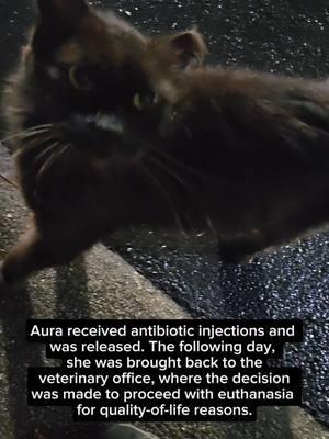 RIP Aura 7 yo+ gas station cat 🌈 DONATIONS NEEDED FOR CATS! #fyp #catcolony #cat #cats #catdad #catlover #feralcat #rainbowcat #donationsneeded 