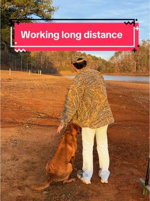 More long distance with Buck. I am making it my goal to work on this kind of stuff all year with the boy. Having a dog is pretty fun. #bucktok #workingbuck #dogsoftiktok #fyp #workingdogs #postseason 