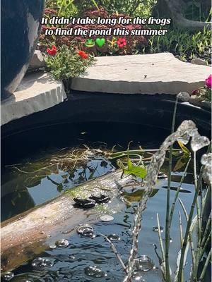 #backyardpond #diypond #frogpond #fishpond #pond #gardenersoftiktok #mngarden #zone4garden #backyardvibes #backyardinspo 