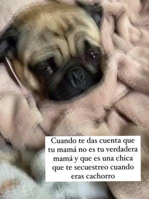 Si es o no es ❤️ #pug #puglove #puglover #pugpuppy #puglovers #pugworld #pugoftheday #ilovemypug #pugsofinstagram #pugs #puglife #pugslife #dog #dogsofinstagram #doglover #dogs #puppylove #puppylife #puppyoftheday #puppydog #puppyoftheday #puppyofinstagram #pet #pets #petstagram #petlovers #instadog #viralvideos #viralpost #viralreels #perrihijos🐾❤️