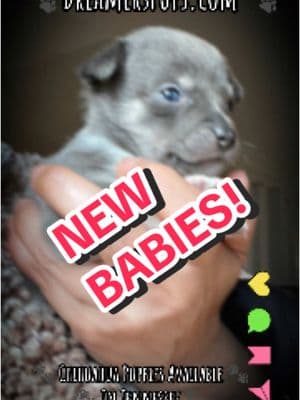 Come See The New Babies We’re Adding This Week on Our Shop Page! @ DREAMERSPUPS.COM #CUTELITTLEPUPPIES #CHIHUAHUALIFE #CHIHUAHUALOVERS #CHIHUAHUASTIKTOK #DREAMERSPUPS