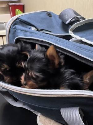 A big week ahead for this little litter.  Such good little babes—we will miss this funny playful bunch❤️🐾 #tiktokyorkies #yorkies #foryou #foryoupage #fyp #fypシ゚viral #puppies #pretty #puppy#cute #