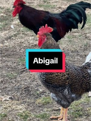 Abigail!, Oooooh Abigail!, Abigaiillll! #abigail #chickens #hen #hens #rooster #roosters #roostersofinstagram #nameyellingchicken #namescreamingchicken #chickensofinstagram #backyardchickens #humor #laugh #farmjokester #michaelsalerno