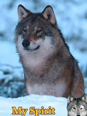 #myspiritanimal #iloveyou #naturaleza #esencia #energia #lobo #wolf #loveyou #angel  🌜🌕🤲✨️🐺✨️🤲🌕🌛