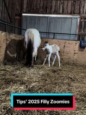 Tips’ 2025 Filly #horse #horsesoftiktok #foal #horsebreeder #foalsoftiktok #painthorse #foalsof2025 #americanpainthorse #painthorsesoftiktok #babyhorse #dancinghorse 