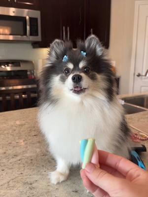 My dog can NOT stop eating MARSHMELLOWS😳🍬… #marshmellow #puppy #comedy 