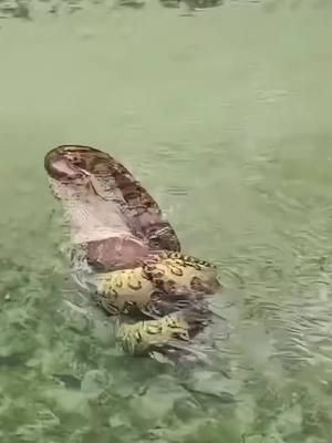 WARNING ⚠️ Nature in action! An incredible sight—an anaconda spotted in Brazil, feeding on a capybara. While it may seem shocking, this is just the natural food chain at work. The wild is full of amazing moments like this! 🌿💙 🐍 🎥 Credit: @cintiahelenafreitas & fabio.filogonio #EvergladesHolidayPark #WildlifeInAction #NatureAtItsBest #Anaconda #Capybara #WildAndFree #FloridaWildlife #ExploreTheWild #NatureLovers #PredatorVsPrey #WildlifeEncounters #ReptileLife #WildlifePhotography #NatureIsAmazing #AnimalKingdom #viralvideos