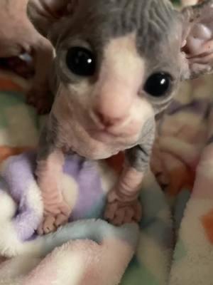 Happy throwback Tuesday  #cattery #sphynxoftiktok #sphynx #sphynxtok #catsoftiktok #cat #animalsoftiktok #animals #hairlesscat #hairlesspet #ca #az #utah #fl #nv #or #nyc #losangeles 