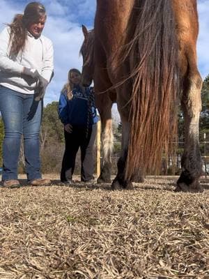 As promised… working on this big Mamba Jamba today. Yes, I said it. Ranger is the largest horse that I have on my schedule. @Buttin Heads Ranch #buttinheadsranch #farrier #farriersoftiktok #fresian #horse #horsesoftiktok #drafthorse #drafthorsecross #bigmambajamba #equine #hoofpicking #hoofcare #satisfyingvideo #fyp #northcarolina #upchurch #horsetok #worklife 