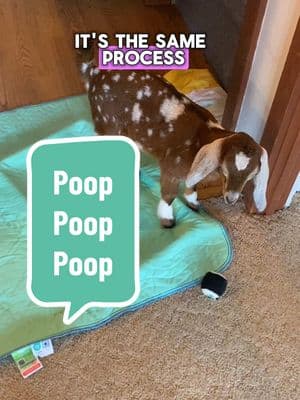 Replying to @Alice Canada 🇨🇦 this is a great question! Here’s my answer for you!  #potty #poop #pottytraining #baby #babygoat #babygoats #kids #goatkids #thatgoatmama #hobbyfarmlife #goatlife #Jocelyn 