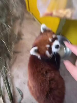 Red panda  #redpanda #redpandas #fyp 