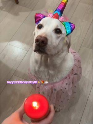 show your love: Wish riley a happy birthday!!!! 🎈🎁🎂🎊🎉 #rileythelab #dogsontiktok #crown #trending #rosé_are_rosie #pinkdog #brunomars #dogsoftiktok #apt #viral #fyp #reddog #petsontiktok #paperplanes #PetsOfTikTok #cutedoggie #gooddog #dogs #bluedog #birthday #cake #dogbirthday #9 