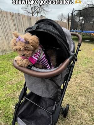 This is better than I expected !! #dogstroller #puppiesoftiktok #shihpoo #dogmom 