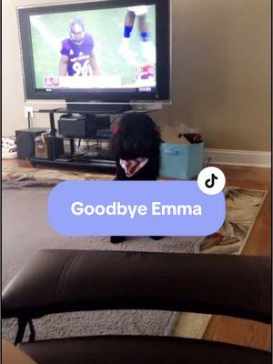 Goodbye, Emma Mae. We love you 🐾🪽 #bforever25🦋 #cpwarrior  #siblingloss #rip #servicedog #petloss #petlovers #dogloss