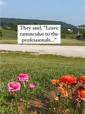 Have you ever tried to grow ranunculus? 🌸 I’m not a flower farmer or a botanist or an expert. I’m just an average home flower gardener. See my highlights in my profile for all the details on how I’m trying to grow ranunculus again this year. If I can do it, so can you!  Ranunculus are breathtaking. Not enough words to describe how stunning they are in person. I always say, “The most beautiful flower in the world is the one you grow yourself.”  Grow them with me! The process is fun all by itself. What questions do you have? #ranunculus #flowergardening #plantingflowers #flowers #homegardener #beginnergardener #springflowers #happiness #flowersmakemehappy #homeandgarden 