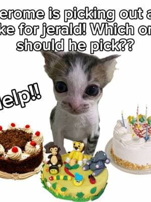 Very important! Dont tell Jerald!!  #birthday #birthdayparty #secret #cake #birthdaycake #whichone #pickone #help #jerald #jerome #fyp #foryou