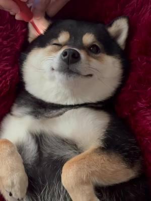 Manyu Spa Day-Spring Festival Special#dogsoftiktok #cute #littlemanyu #asmr #shibainu #shina 