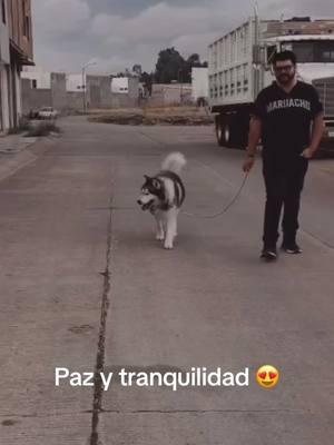 Amo mi perro 🐶😍🙏🏻 #vibra #tiktok #viral #parati #fyp #lonuevo #lomasreciente #lomejor #reciente #perros 