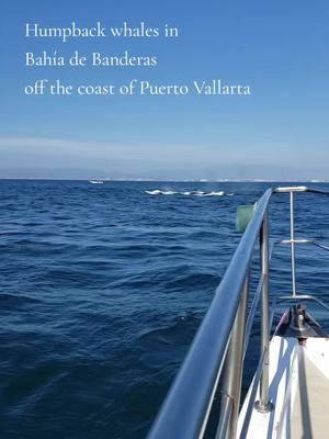 #mexico #bahiadebanderas #banderasbay #humpbackwhales #whale #ocean #mar #ballenas #jalisco #parati #fyp 