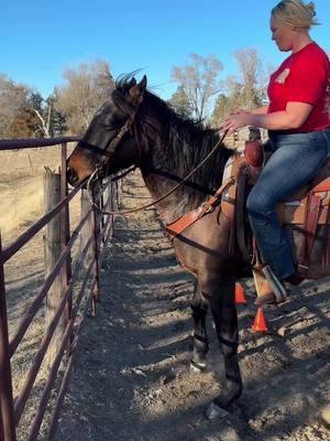 #horselessons #horseeducation 