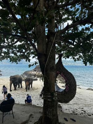 🥹🌊🐘 A MUST VISIT WHILE IN PHUKET THAILAND #fyp #blackgirltravel #phuketthailand #splashcafe 