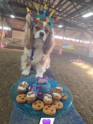 Better late than never! We finally got to celebrate Jaxy’s belated birthday in the best way—running agility, chasing bubbles, and enjoying treats with friends. He’s always such a good sport and the happiest boy. Cheers to more fun and adventures, Jax! #BelatedBirthday #AgilityDog #GoodBoy #dogsoftiktok #cavaliersoftiktok #cavalierkingcharles #dogs #cavalier #cavaliers #dogsoftiktok #pnw #spanielsoftiktok #agilitydogs #agilitydog #agilitycavalier #dogagility #agility #goals #spaniel #spaniel #cavlife #akc #americankennelclub#agilitydogs #agilitydog #agilitycavalier #dogagility #agility #goals