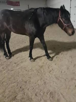 el primer R5ase 5 hoy terminó tu carrera en baile#plevadabelica👿 #caballosviral #cuadrahorta #viral?videotiktok😇😇 #fiestaenelrancho🌵🤠🐴 #concursodecaballosbailadores🐴 #concursodecaballosbailadores🐴 #dogsoftiktok @Chika Fresa #caballosviral #vidaderancho🌽👨‍🌾🚜🐎🐄🐂 #morrasbuchonas #nuevaorganizacion 