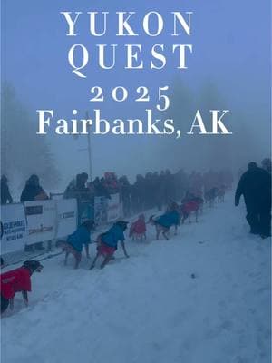 How many of you will be there?! 🙋🏼‍♀️ truly such a beautiful experience 🐾🐾 #dogmushing #yukonquest #yukonquestalaska #alaska #fairbanksalaska #alaskadogs #visitalaska 