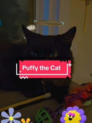 Puffy our little angel 😇  #Sweetcat #sweetgirl #🐅 #🐈‍⬛️ #Ivylou #Ivythecat #Tiger #tigerthecat #sweet #kittycat #kitty #cats #puffy #puffythecat #catsoftiktok #ttcats #catinthehat #catsofyoutube #pets #PetsOfTikTok #maxthechihuahua #cute #catsoftiktok #catsofinstagram #mrt #kitty @Tiger_the_Cat 