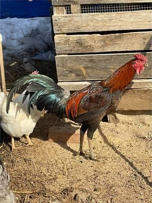 Winter Time In West Virginia #indiogigante #hatchingeggs #fyp #backyardchickens #ruralking #backyardchickensoftiktok #gallos #greenbottomwv #gallosfinos #cebu 