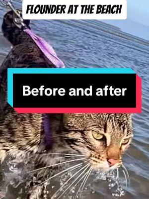 #floundercat #floundermeatloaf #flounderkitty #bengalcat #ocelot #leopardcat #catsoftiktok #bengalcatsoftiktok #bengalcatlove #purrmaid #funnycats #funnycatsoftiktok #funnycatvideo #beachcat #catonaleash #onthisday 