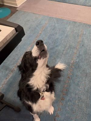 Indi Bindi Windi Lindi Dindi in her studio this morning! #bordercollie #singing #singingdog #bitchesmatchingpitches #Love #animals #dogs #bestestgirl #💞🐶🎶🎉