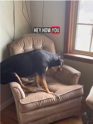 Remember, it’s ok not to be ok. 💙💙 #worldtoknow #dogsoftiktok #viral #houndsoftiktok #thetiktokclub #massfollowing #globaltok #dog #hounddogs #rescuedog 