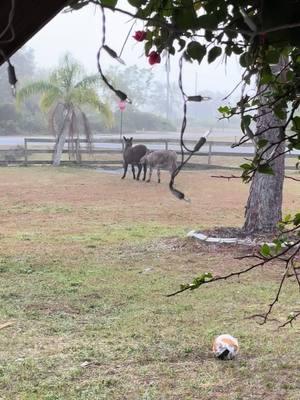 Just two best friends horsing around#tiktok #Love #musically #memes #follow #like #viral #trending #funny #music #video#Qcomedy #dance #cute #explorepage #wallacewahog #warthog #pets #animals #nature #Love #community #friends#rescueanimals#harmony#sanctuary#SafariLife#NatureVibes#WildlifePhotagraphy#AnimalKingdom#WildlifeWatch#SavannahSights#TikTokWildlife#AnimalRescue#rescueanimals#AnimalHeroes#SaveALife#AnimalWelfare#TikTokRescue#AnimalTherapy#TherapyAnimals#EmotionalSupportAnimal#PetTherapy#AnimalAssistedTherapy#TherapyPets#HealingWithAnimals#ComfortAnimals#AnimalLove#MentalHealthSupport#PetLove#Nonprofit#Charity#CommunityServive#SocialImpact#VolunteerWork#Humanitarian#Philanthropy #MakeADifference