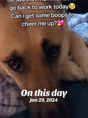 I'm so happy that momma works from home now!😃  #onthisday #thankyouforbeinghere #foryoupage #fyp #morningcheer #morningmotivation #humpday #dogtok #saddog #boopthesnoot 