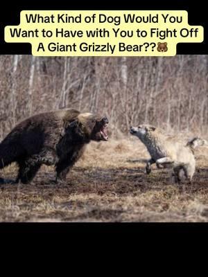 Dog vs Grizzly Bear....What kind of a Dog would you want by your side if you were to come FACE to FACE with a Grizzly Bear? #dog #dogsoftiktok #vs #grizzly #grizzlybear #1v1 #germanshepherd #bears #challenge #protection #policedog #podcastshow #podcastsoftiktok 